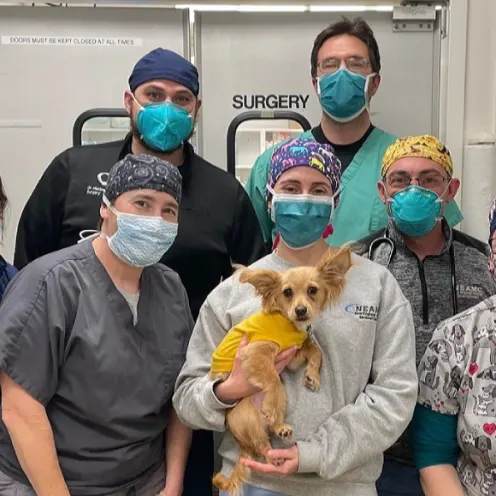 Team of veterinary surgeons at New England Animal Medical Center